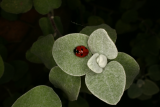Plectranthus ciliatus 'Easy Gold' RCP3-2014 66 and ladybird.JPG